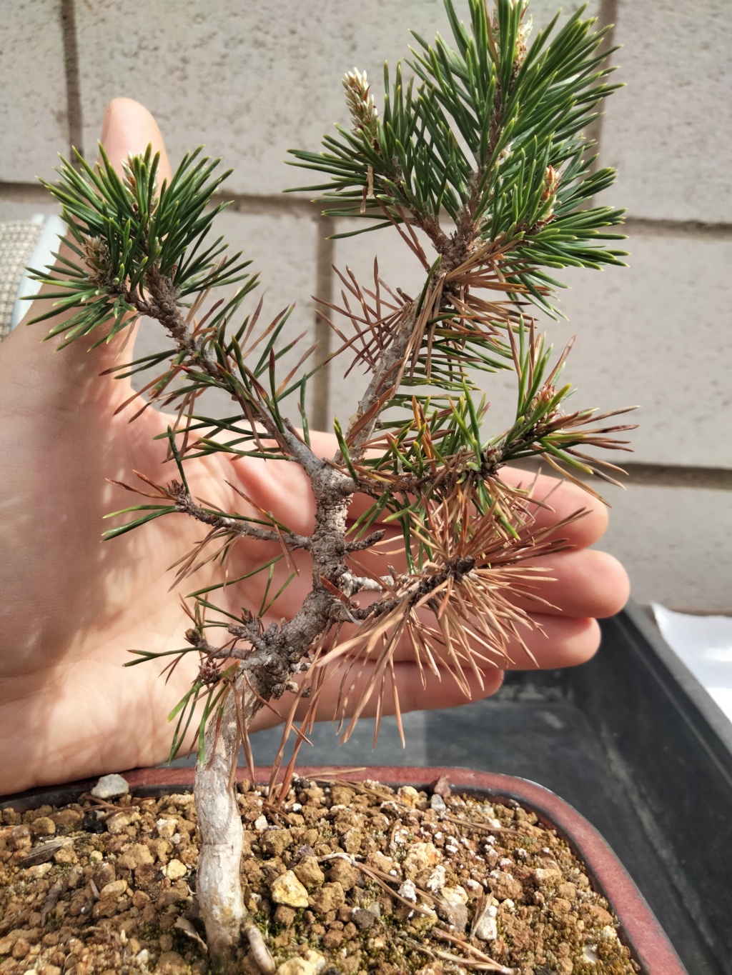  Pino Silvestre (Pinus Sylvestris) Img20345