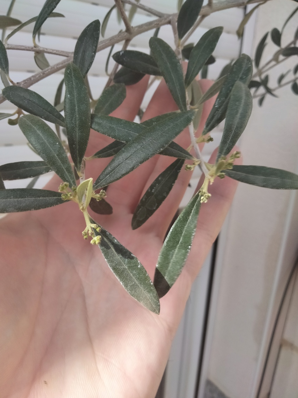Acebuche (Olea Europaea Sylvestris)  Img20381