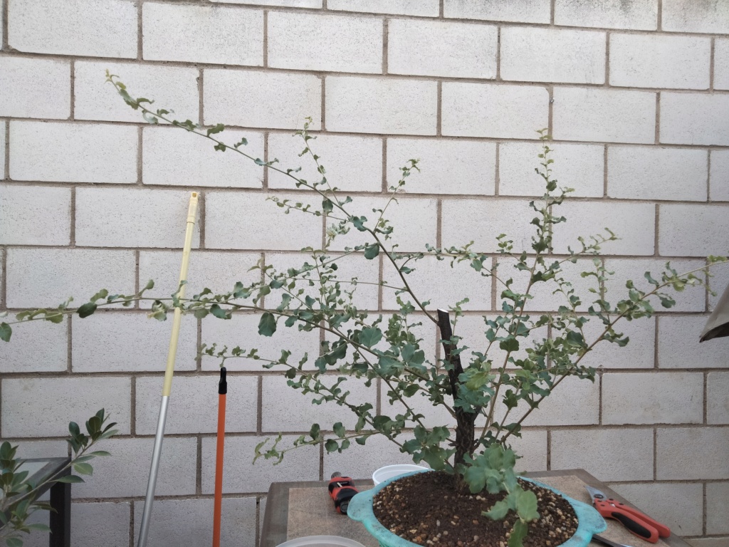 Alcornoque (Quercus Suber)  Img20394