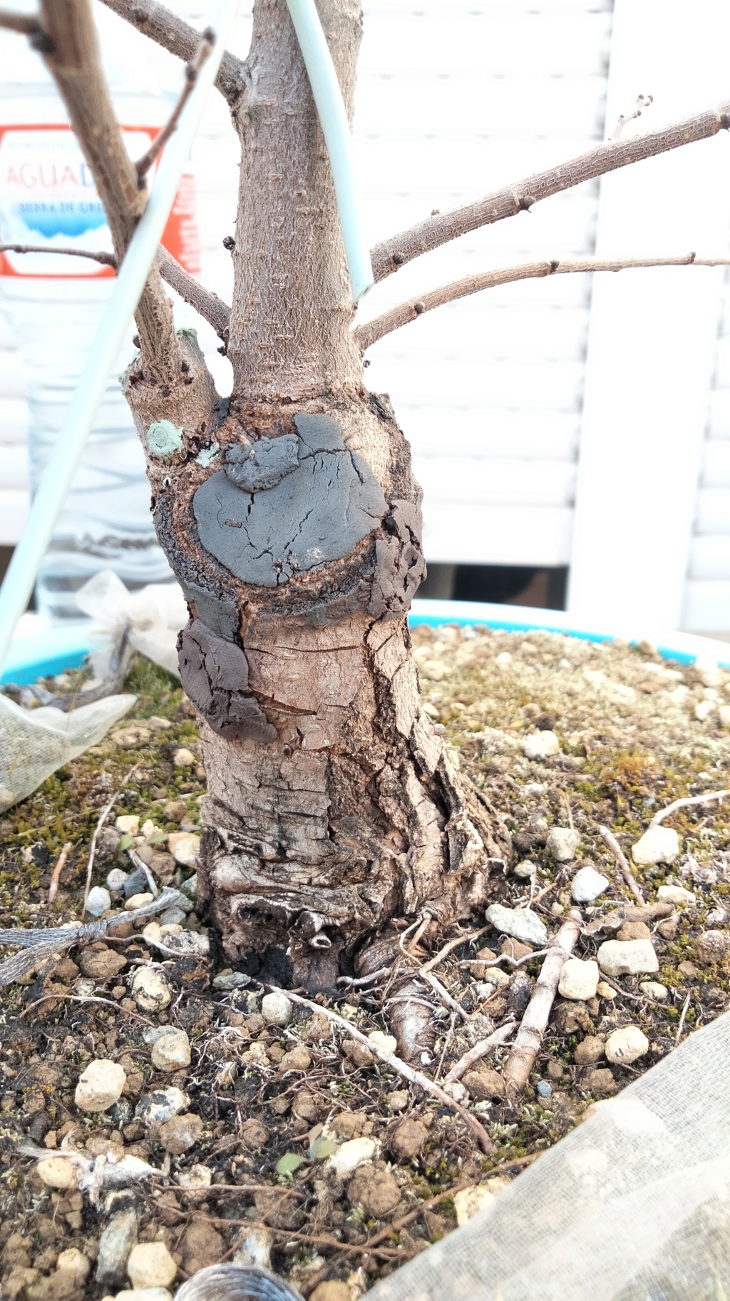 Olmo Siberiano (Ulmus Pumila) - Página 4 Img20461