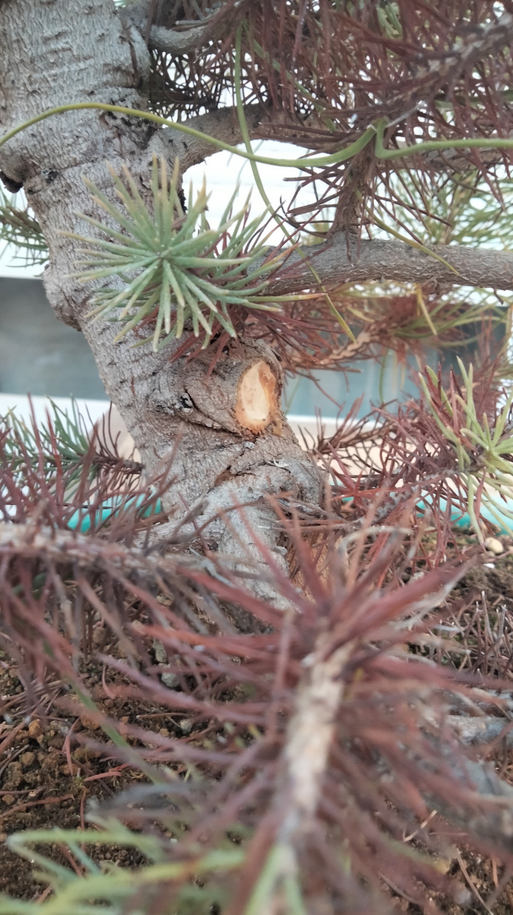 Pino Piñonero (Pinus Pinea) - Página 2 Img20558