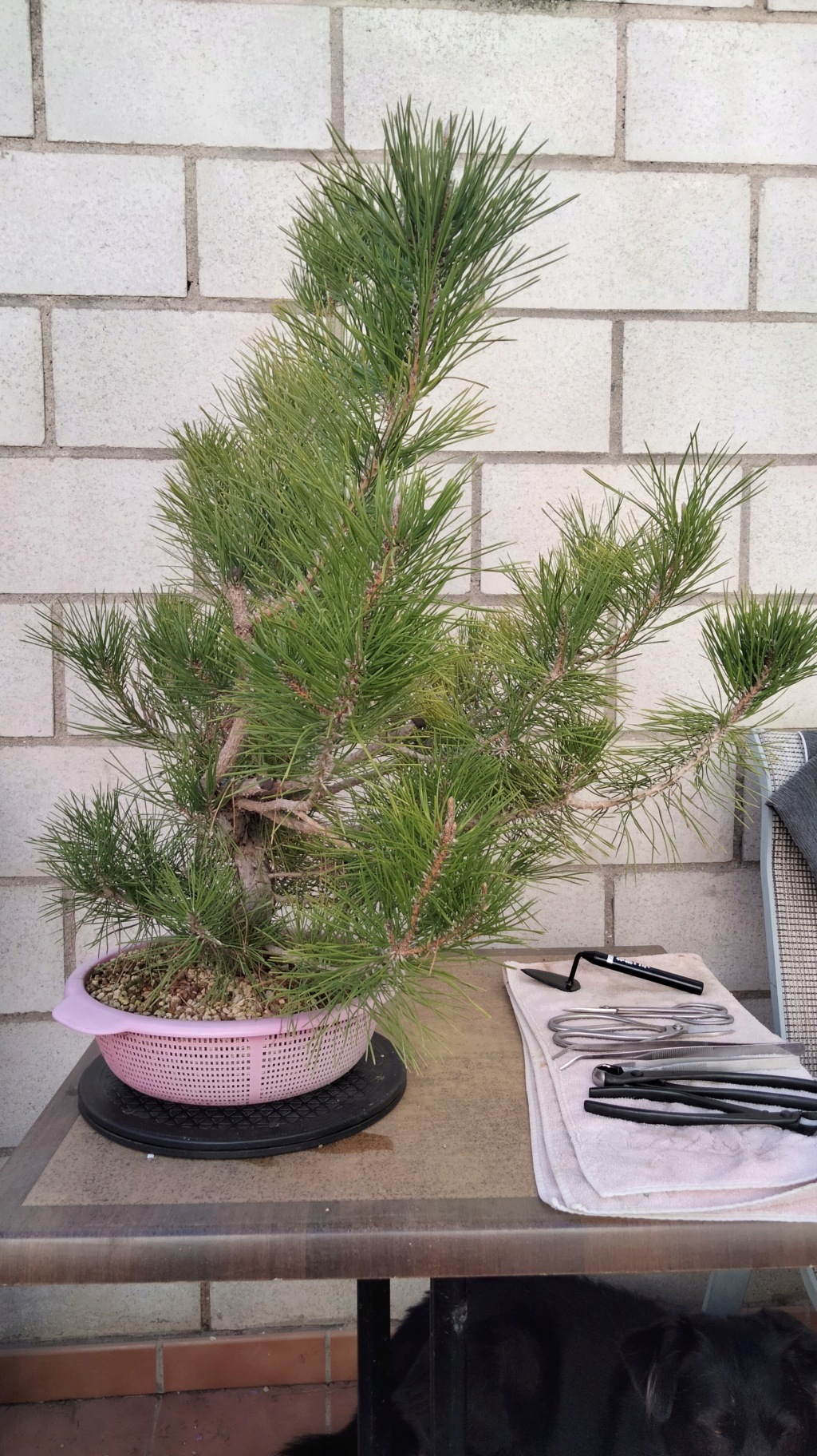 Pino Negro Japonés (Pinus Thunbergii)  - Página 4 Img20640