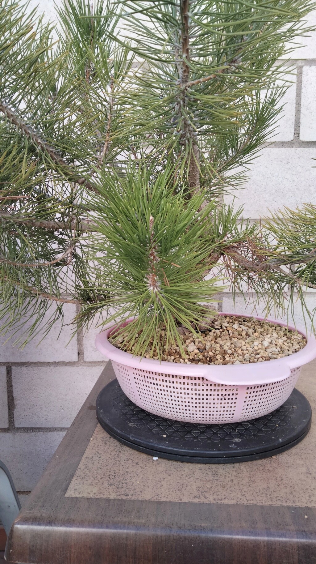 Pino Negro Japonés (Pinus Thunbergii)  - Página 4 Img20644