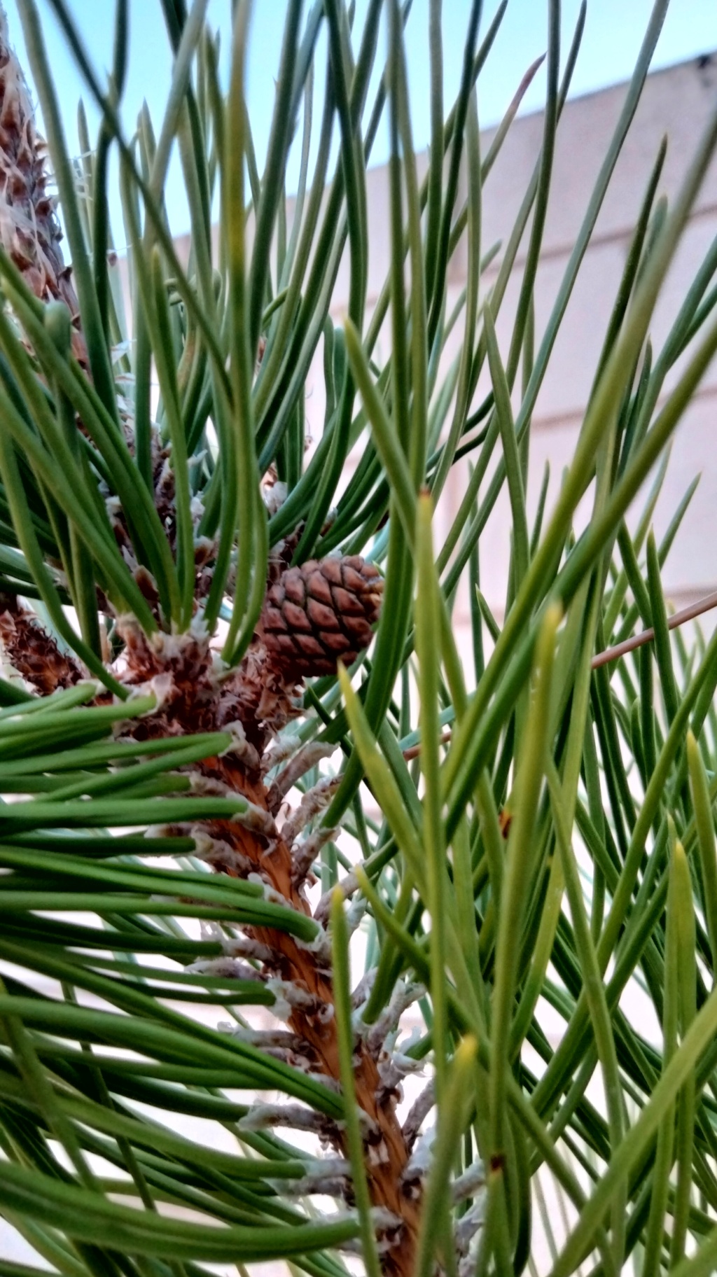 Pino Negro Japonés (Pinus Thunbergii)  - Página 4 Img20649
