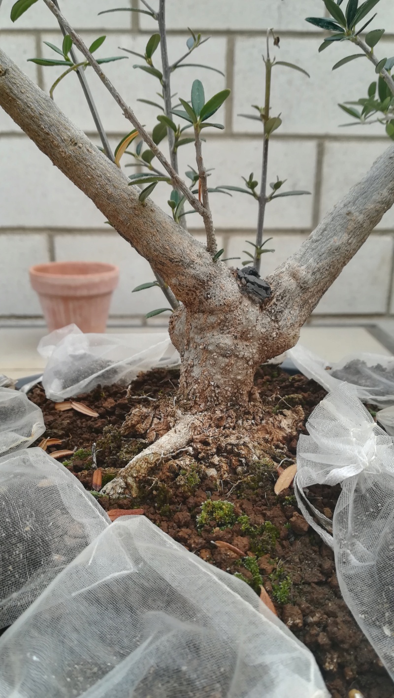 Acebuche (Olea Europaea Sylvestris)  Img_1004