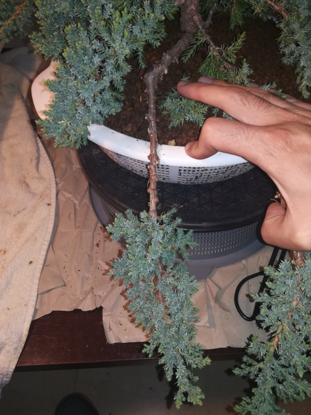 Sonare (Juniperus Procumbens Nana) - Página 2 Img_2170