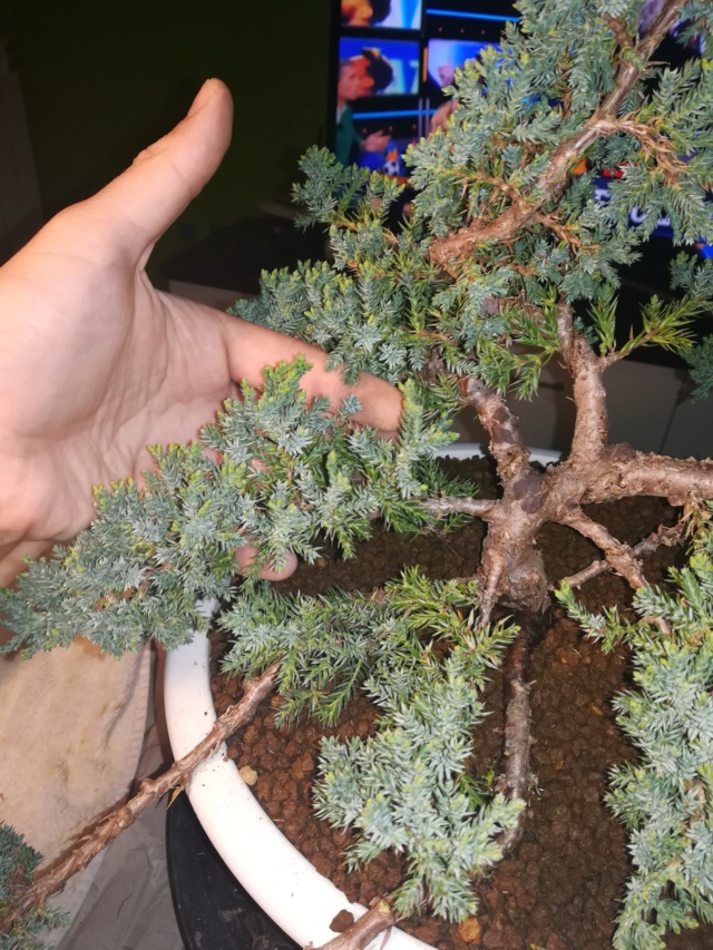Sonare (Juniperus Procumbens Nana) - Página 2 Img_2174