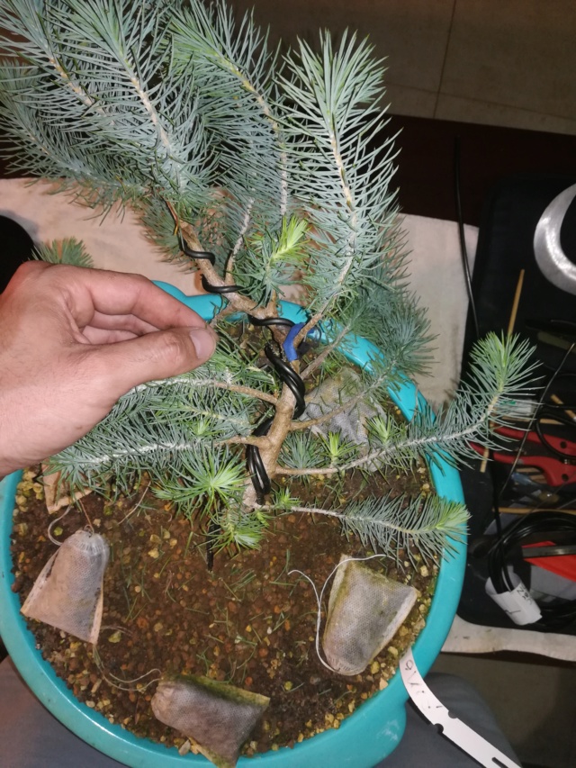 Pino Piñonero (Pinus Pinea) Img_2200