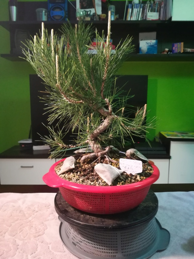 Pino Negro Japonés (Pinus Thunbergii)  - Página 2 Img_2265