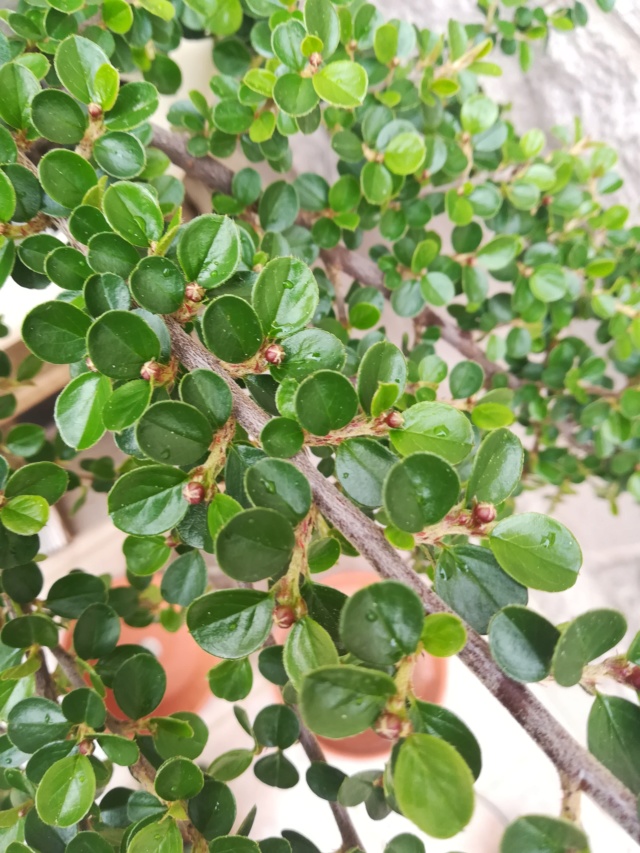 Cotoneaster Horizontalis Img_2268