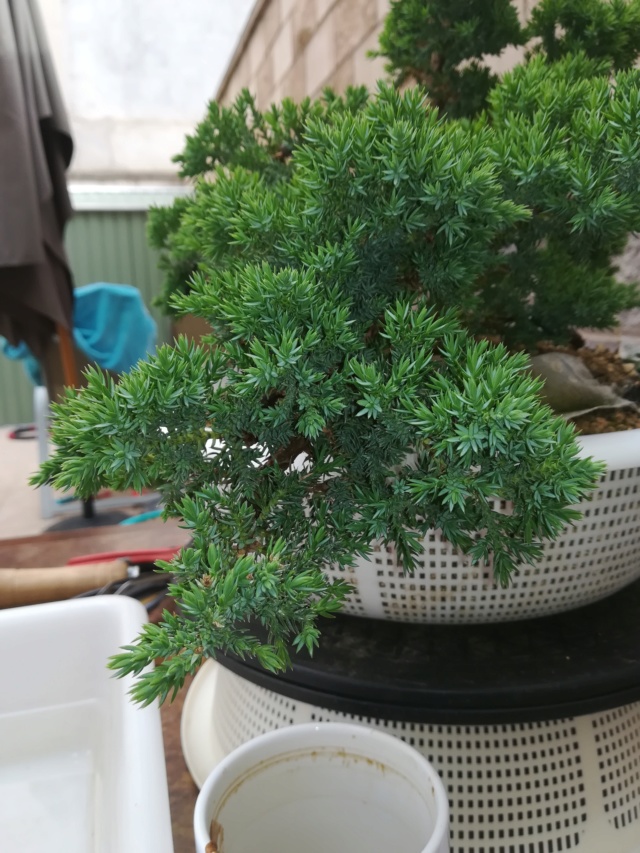 Sonare (Juniperus Procumbens Nana) - Página 2 Img_2355