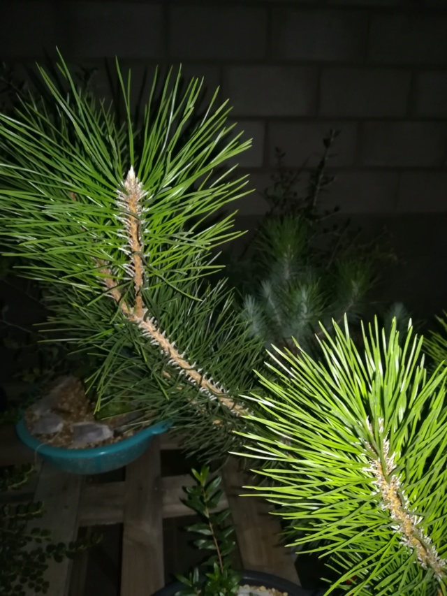 Pino Negro Japonés (Pinus Thunbergii)  - Página 2 Img_2411