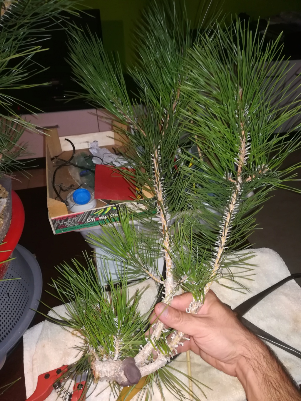 Pino Negro Japonés (Pinus Thunbergii)  - Página 3 Img_2448