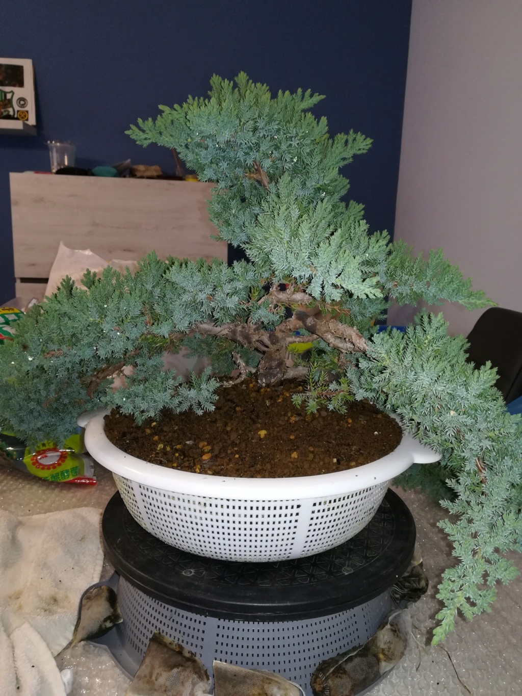 Sonare (Juniperus Procumbens Nana) - Página 2 Img_2504