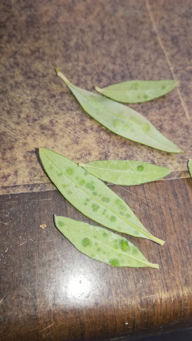 Acebuche (Olea Europaea Sylvestris)  Img_2760