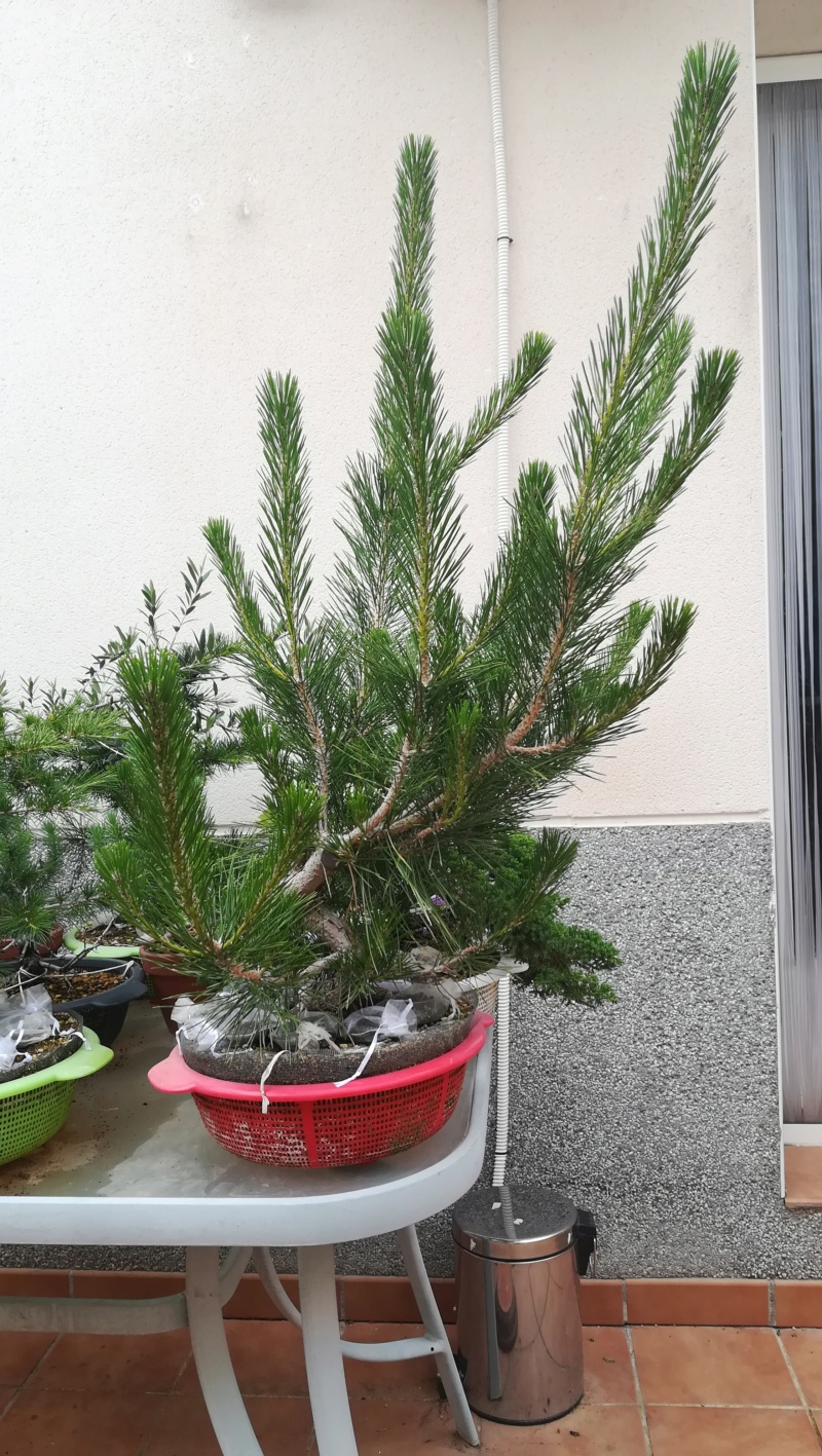 Pino Negro Japonés (Pinus Thunbergii)  - Página 3 Img_2842