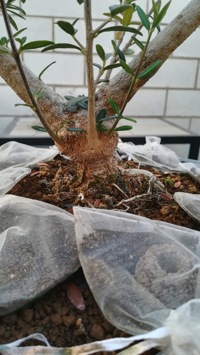 Acebuche (Olea Europaea Sylvestris)  Img_2922