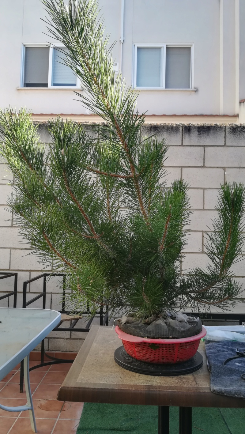 Pino Negro Japonés (Pinus Thunbergii)  - Página 4 Img_2936