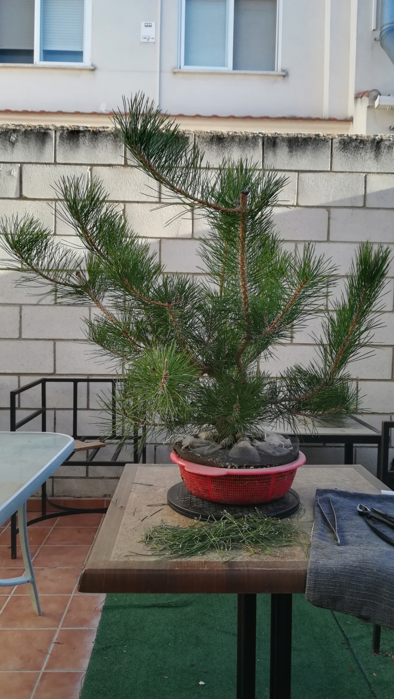 Pino Negro Japonés (Pinus Thunbergii)  - Página 4 Img_2937