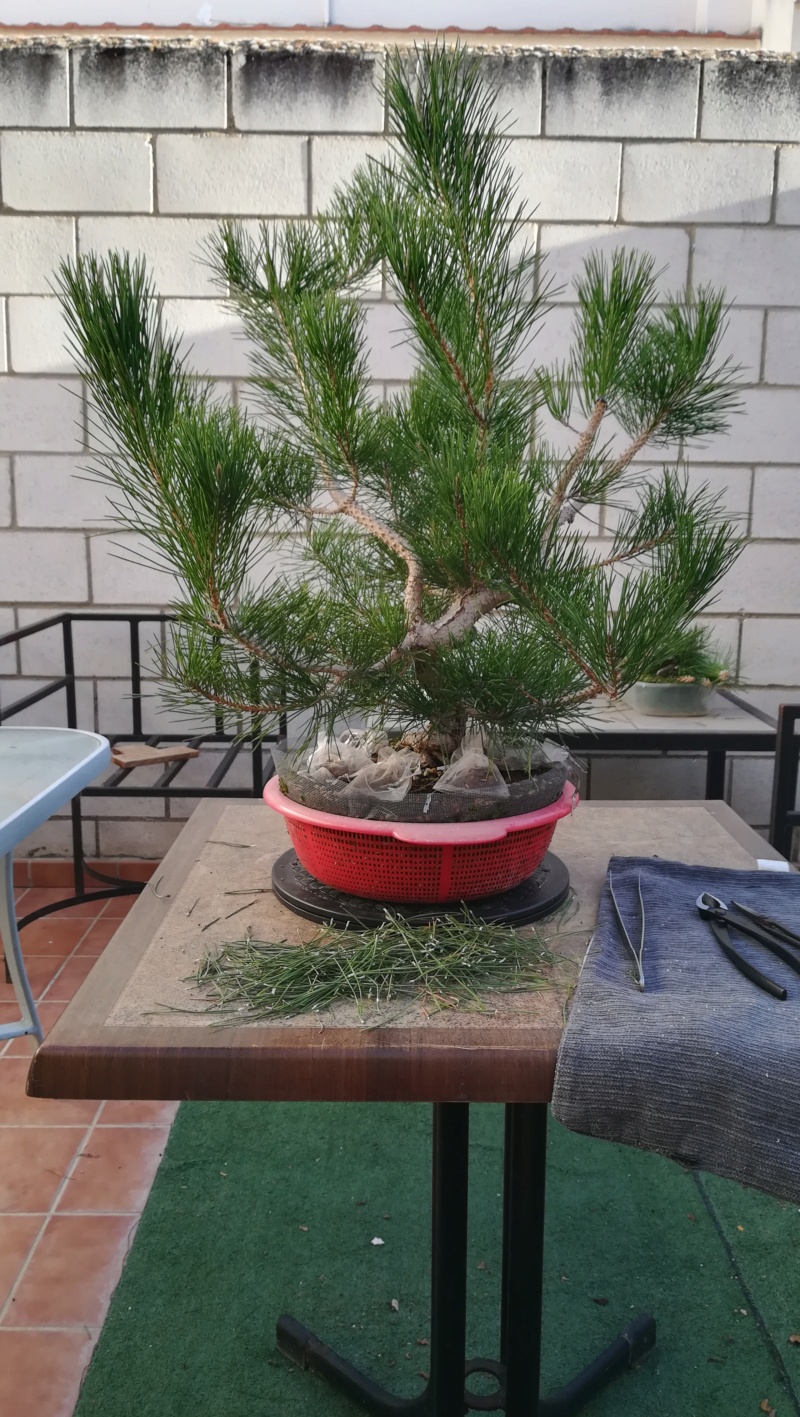 Pino Negro Japonés (Pinus Thunbergii)  - Página 4 Img_2938