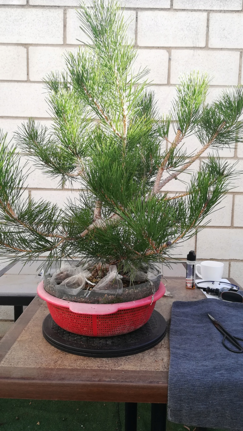 Pino Negro Japonés (Pinus Thunbergii)  - Página 4 Img_2953