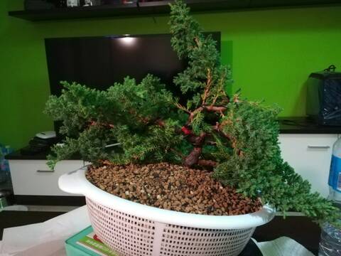 Sonare (Juniperus Procumbens Nana) 20190117