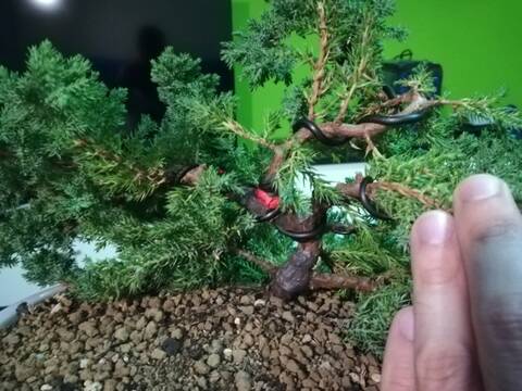 Sonare (Juniperus Procumbens Nana) 20190118