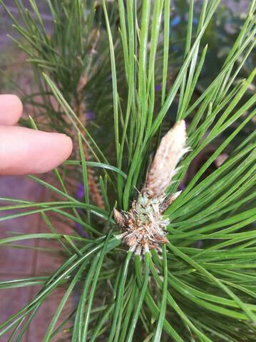 Pino Negro Japonés (Pinus Thunbergii)  20191032
