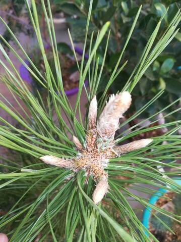 Pino Negro Japonés (Pinus Thunbergii)  20191044