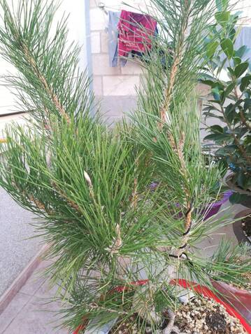 Pino Negro Japonés (Pinus Thunbergii)  20191045