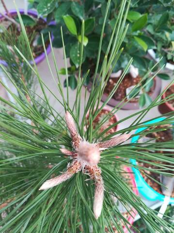 Pino Negro Japonés (Pinus Thunbergii)  20191052