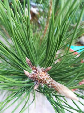 Pino Negro Japonés (Pinus Thunbergii)  20191054