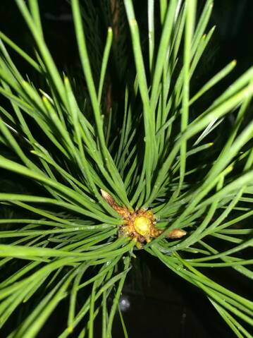 Pino Negro Japonés (Pinus Thunbergii)  20191055