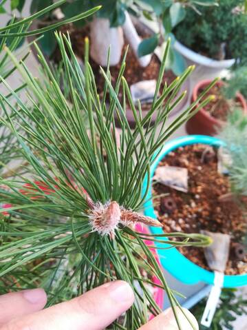 Pino Negro Japonés (Pinus Thunbergii)  20191059