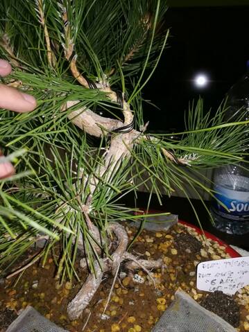 Pino Negro Japonés (Pinus Thunbergii)  20191064
