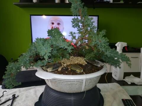 Sonare (Juniperus Procumbens Nana) 20191070