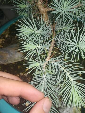 Pino Piñonero (Pinus Pinea) 20191163