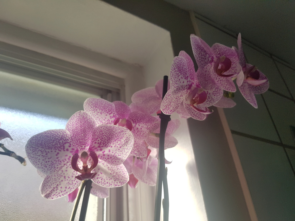 Voici les miennes tous des phalaenopsis  Orchid25
