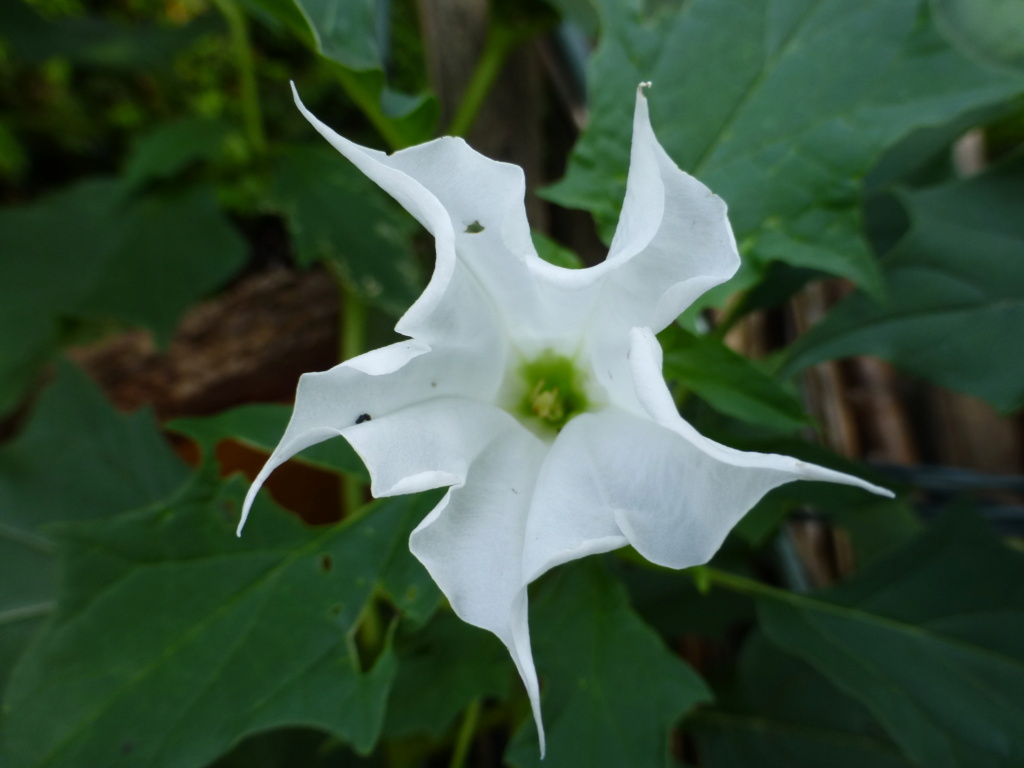 Solanaceae (Nachtschatten) - Tomaten & Chili, aber auch Petunien und andere Schönheiten - Seite 6 L1080133