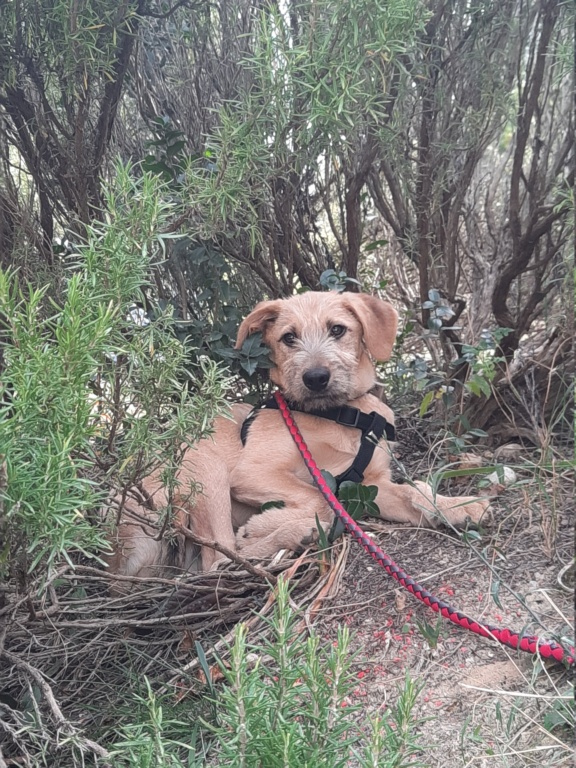 ROMEO (ex ASPIC) - chiot mâle, de taille moyenne à l'âge adulte - né environ en mai 2020 - REMEMBER ME LAND - Adopté par Marion (13) 20201112