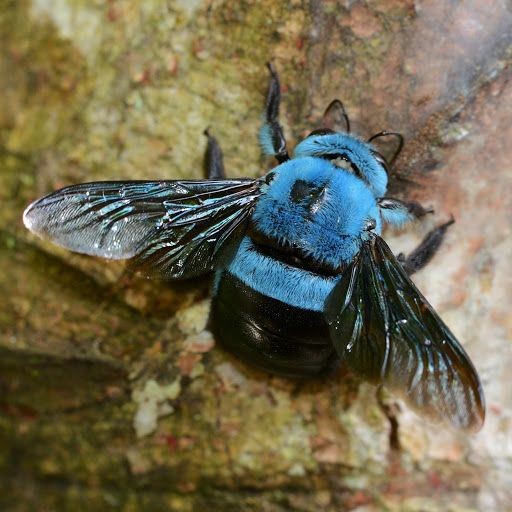 Xylocopa caerulea, la abeja carpintera azul Cd811510