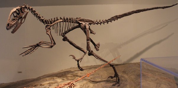 Les premiers Dinosaures Main-162