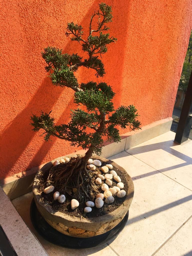 Juniperus Asi_lo10