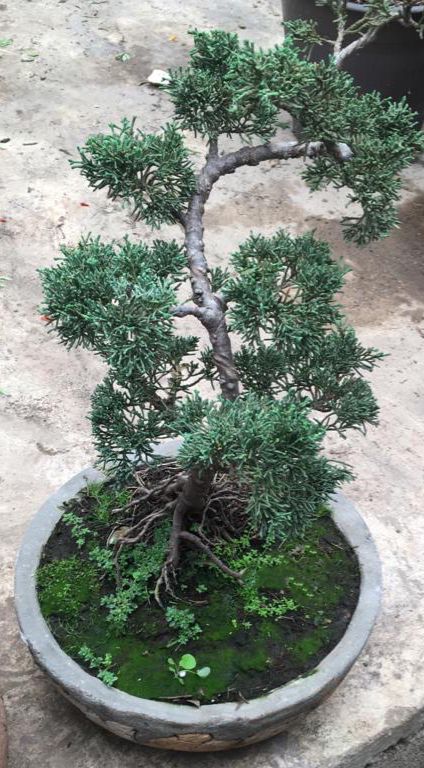 Juniperus Aszy_e10
