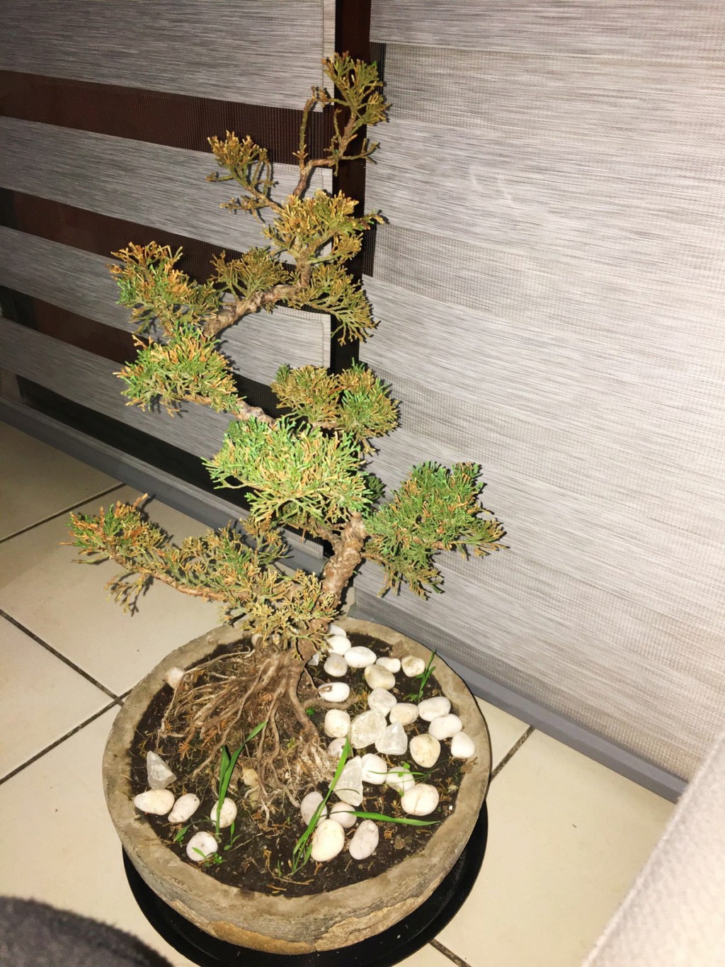 Juniperus Aszy_e11