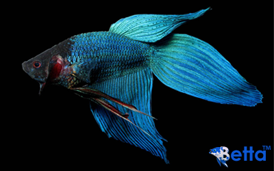 دليل سمكة الفايتر |  Betta Fish Guide 1_lg11