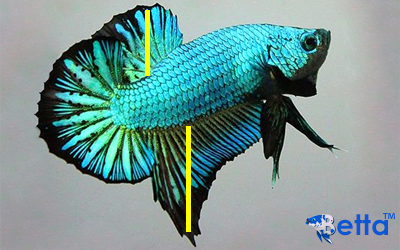 دليل سمكة الفايتر |  Betta Fish Guide 2_df10