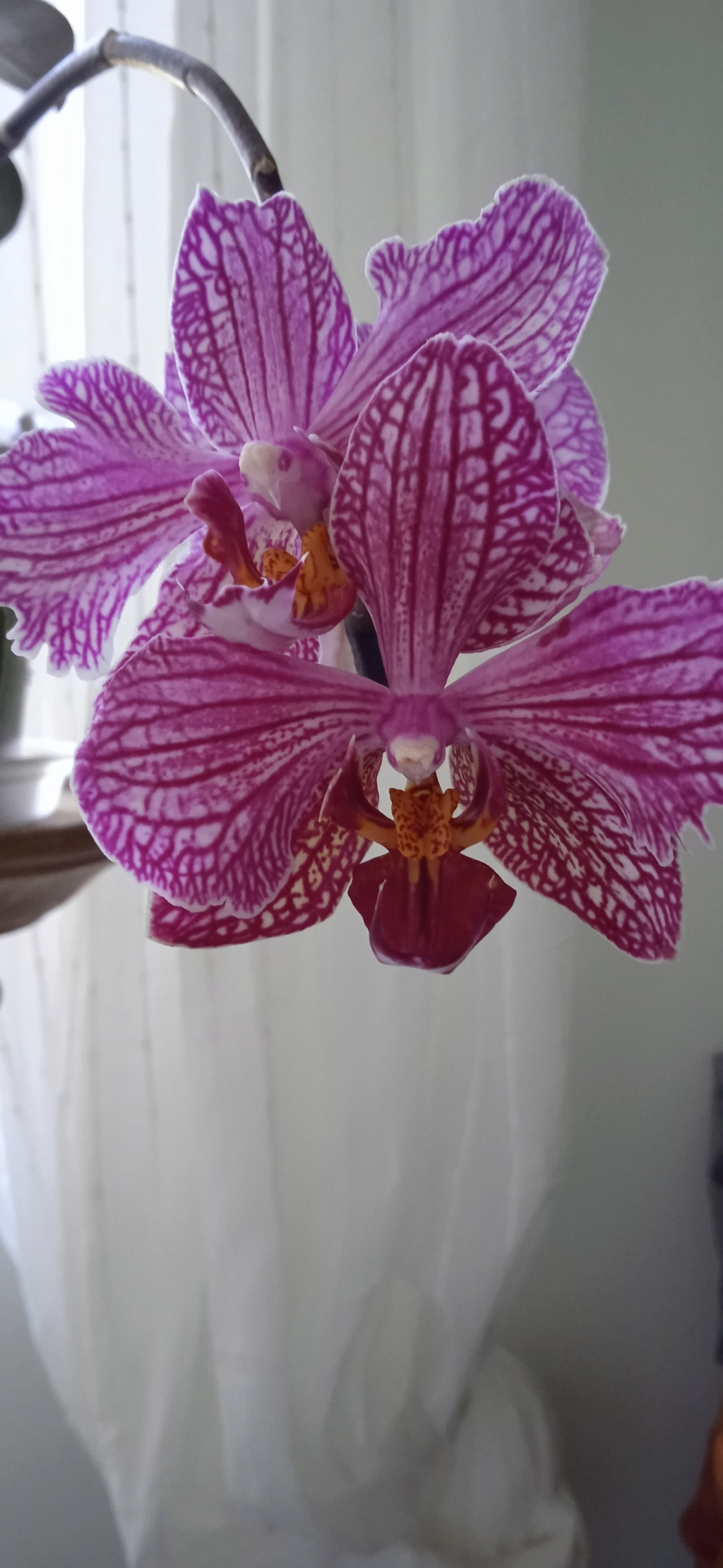 Ma toute 1ere orchidée (3eme floraison) Img_2012