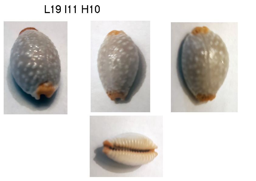 iidentification cypraea 1-Staphylaea_limacina Inconn12