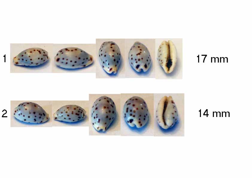 identification cypraea 2 Ransoniella_punctata Inconn14